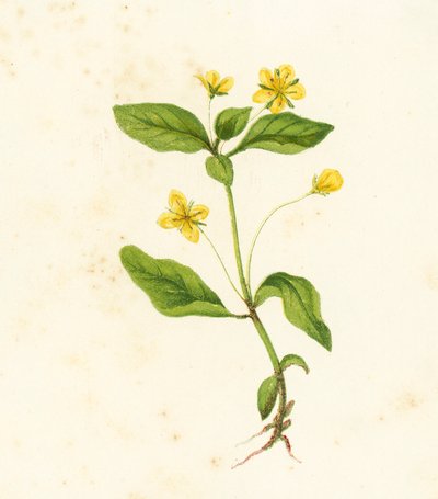 Wood Loosestrife, Lysimachia Woods av English School